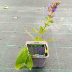 Šalvia hájna (Salvia nemorosa) 'MAINACHT' – kont. P9