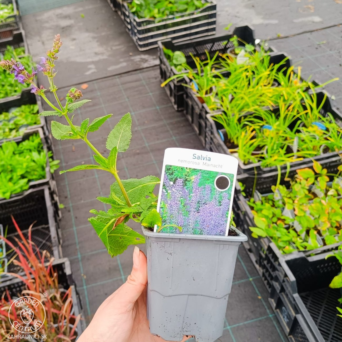 Obrázok Šalvia hájna (Salvia nemorosa) 'MAINACHT' – kont. P9