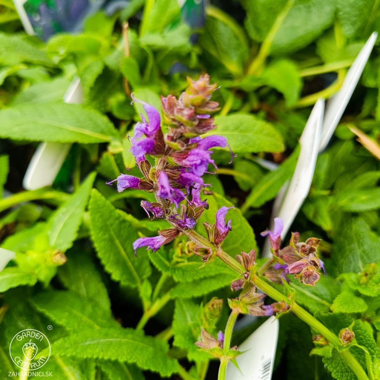 Obrázok Šalvia hájna (Salvia nemorosa) 'MAINACHT' – kont. P9