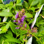 Šalvia hájna (Salvia nemorosa) 'MAINACHT' – kont. P9