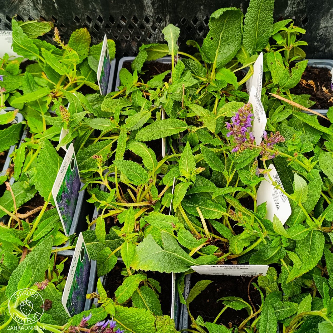 Obrázok Šalvia hájna (Salvia nemorosa) 'MAINACHT' – kont. P9