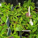 Šalvia hájna (Salvia nemorosa) 'MAINACHT' – kont. P9