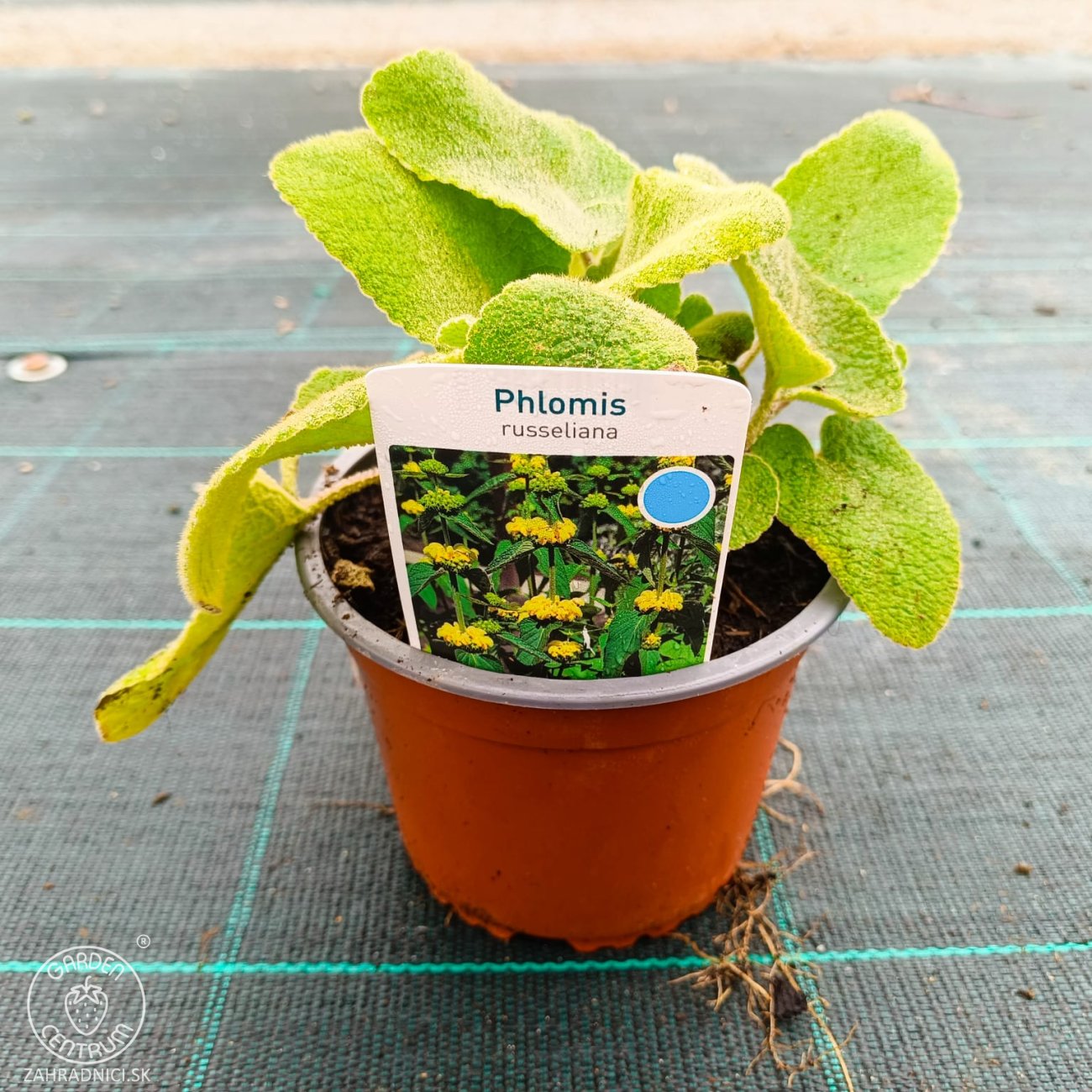 Obrázok Sápa Russellova (Phlomis russeliana) – kont. C2L