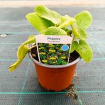 Sápa Russellova (Phlomis russeliana) – kont. C2L