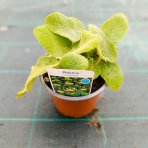 Sápa Russellova (Phlomis russeliana) – kont. C2L