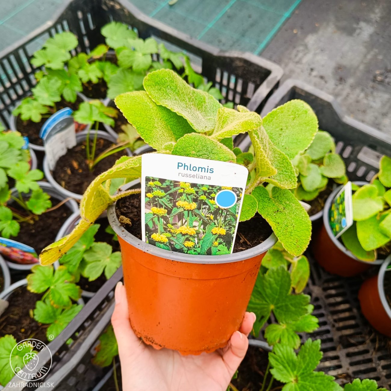 Obrázok Sápa Russellova (Phlomis russeliana) – kont. C2L