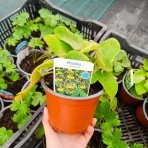 Sápa Russellova (Phlomis russeliana) – kont. C2L