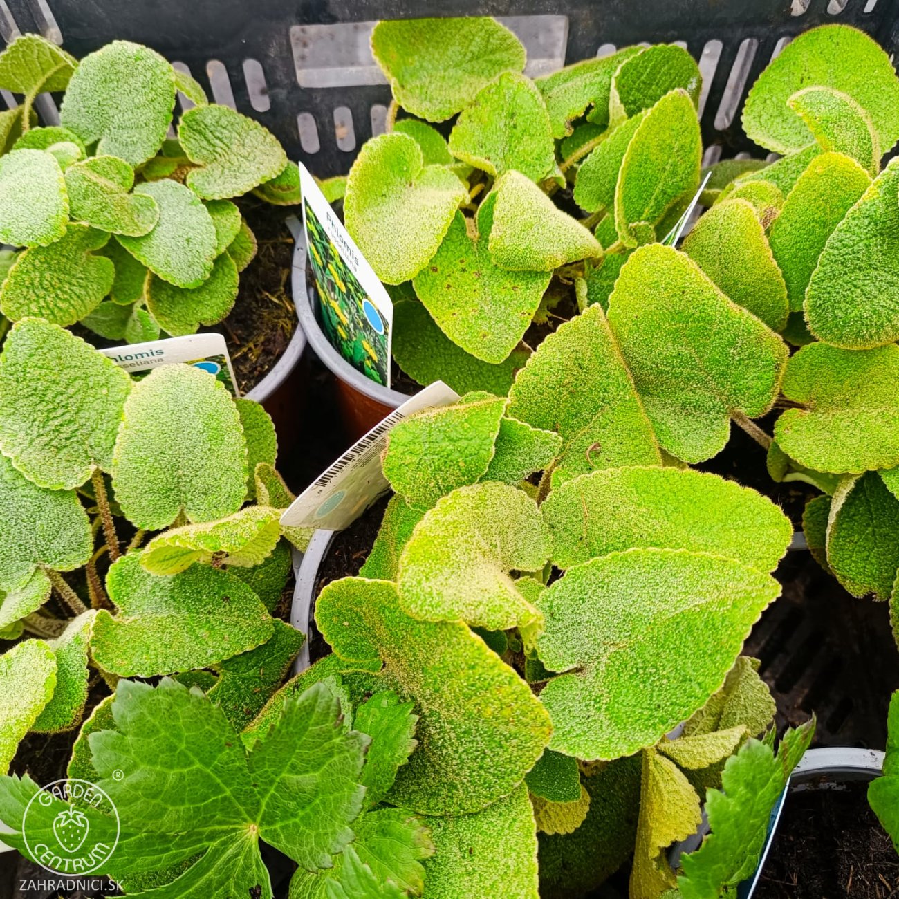 Obrázok Sápa Russellova (Phlomis russeliana) – kont. C2L