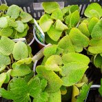 Sápa Russellova (Phlomis russeliana) – kont. C2L