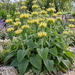 Sápa Russellova (Phlomis russeliana) – kont. C2L