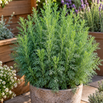 Palina abrotanová - božie drievko (Artemisia abrotanum) ‘COLA’ – kont. P9