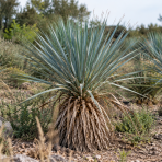 Juka (Yucca Rostrata) ‘SAPPHIRE SKIES’® – výška 10-20 cm, kont. C2L (-20°C)