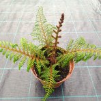 Stromová papraď (Cyathea tomentosissima) – výška 10-20 cm ⌀ 10-20 cm, kont. C2L