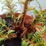 Stromová papraď (Cyathea tomentosissima) – výška 10-20 cm ⌀ 10-20 cm, kont. C2L