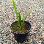 Palmička nízka (Chamaerops Humilis) 'CERIFERA' – výška 20-30 cm, kont. C2L