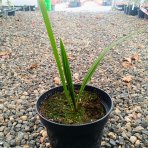 Palmička nízka (Chamaerops Humilis) 'CERIFERA' – výška 20-30 cm, kont. C2L