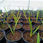 Palmička nízka (Chamaerops Humilis) 'CERIFERA' – výška 20-30 cm, kont. C2L