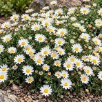 Trahok rozprestretý (Anacyclus pyrethrum var. depressus) – kont. P9