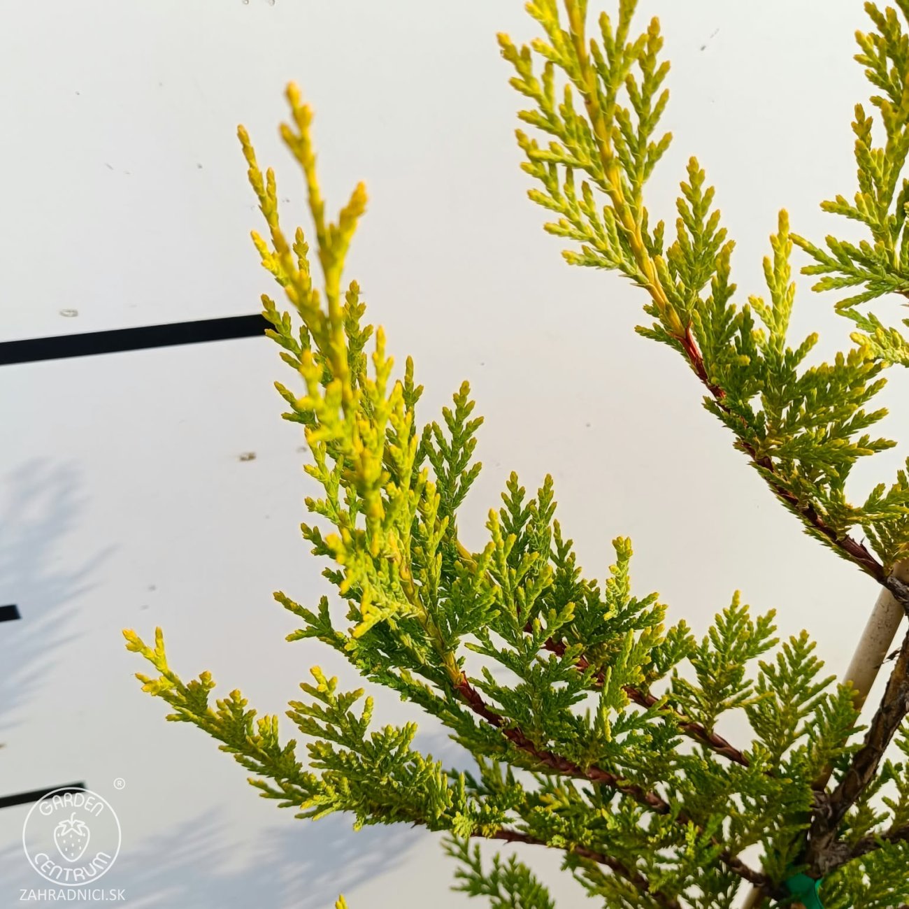 Obrázok Cyprusovec leylandský (Cupressocyparis leylandii) 'CASTLEWELLAN GOLD' – výška 30-60 cm, kont. C2L