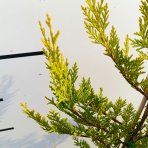 Cyprusovec leylandský (Cupressocyparis leylandii) 'CASTLEWELLAN GOLD' – výška 30-60 cm, kont. C2L