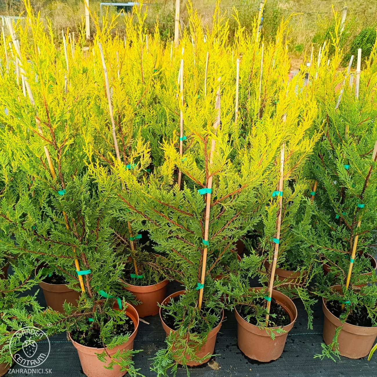 Obrázok Cyprusovec leylandský (Cupressocyparis leylandii) 'CASTLEWELLAN GOLD' – výška 30-60 cm, kont. C2L