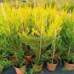 Cyprusovec leylandský (Cupressocyparis leylandii) 'CASTLEWELLAN GOLD' – výška 30-60 cm, kont. C2L