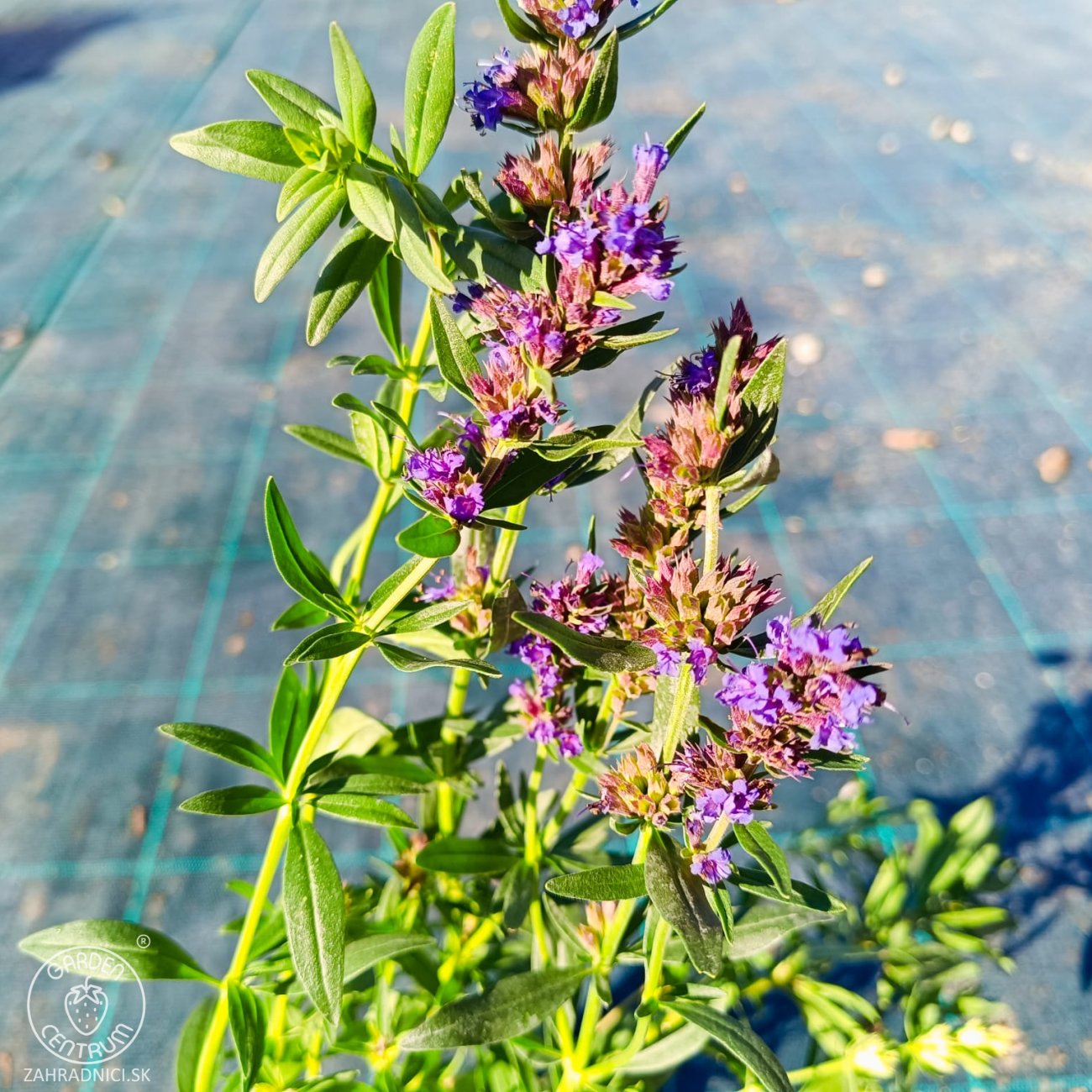 Obrázok Yzop lekársky (Hyssopus officinalis) – kont. P9