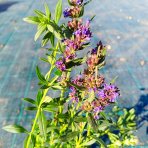 Yzop lekársky (Hyssopus officinalis) – kont. P9