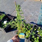 Yzop lekársky (Hyssopus officinalis) – kont. P9