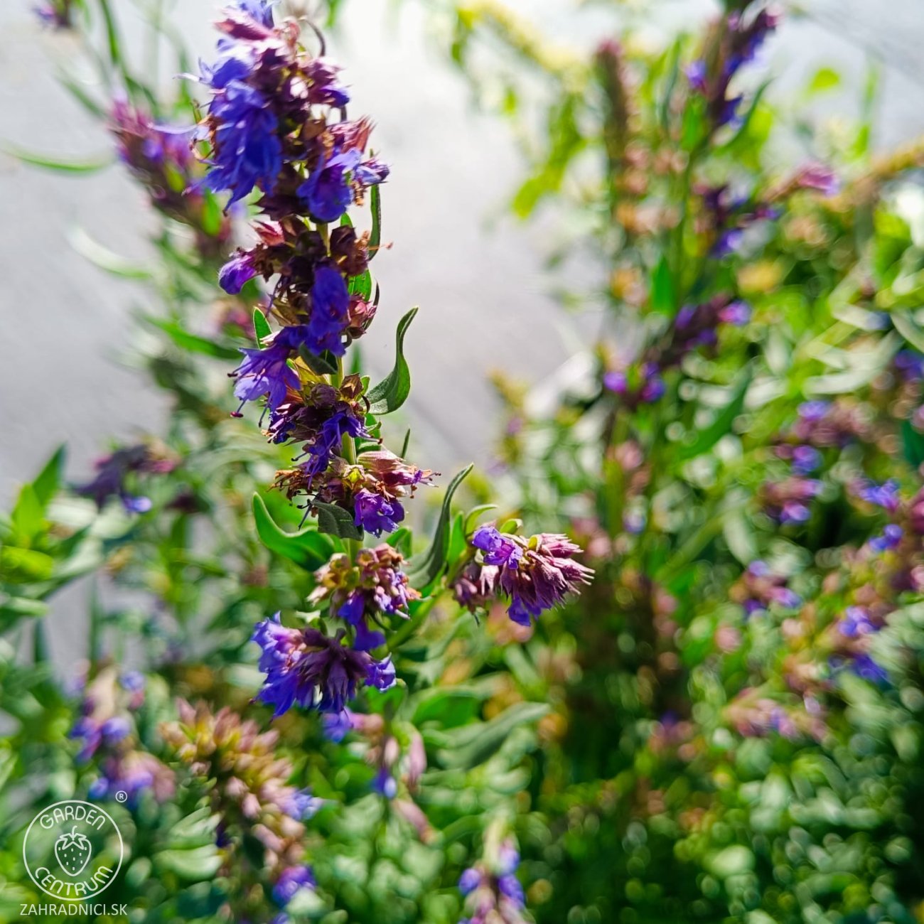 Obrázok Yzop lekársky (Hyssopus officinalis) – kont. P9