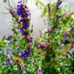 Yzop lekársky (Hyssopus officinalis) – kont. P9