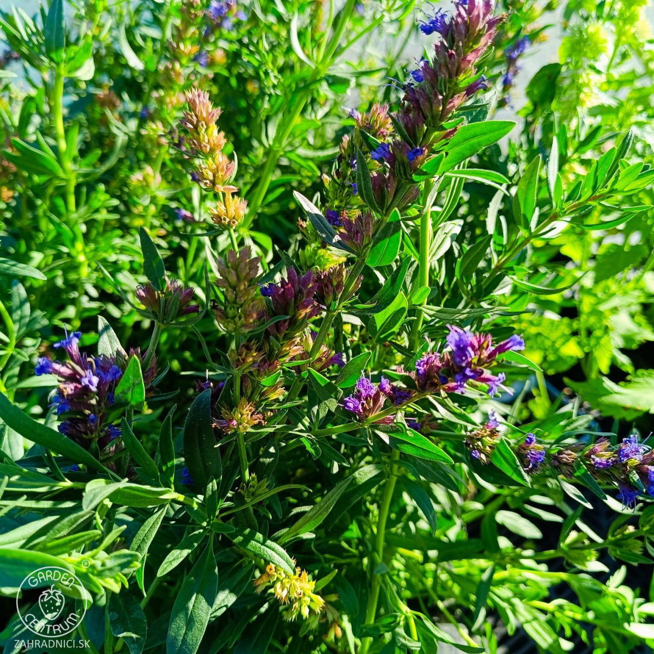 Obrázok Yzop lekársky (Hyssopus officinalis) – kont. P9