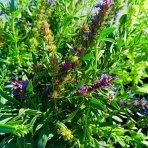 Yzop lekársky (Hyssopus officinalis) – kont. P9