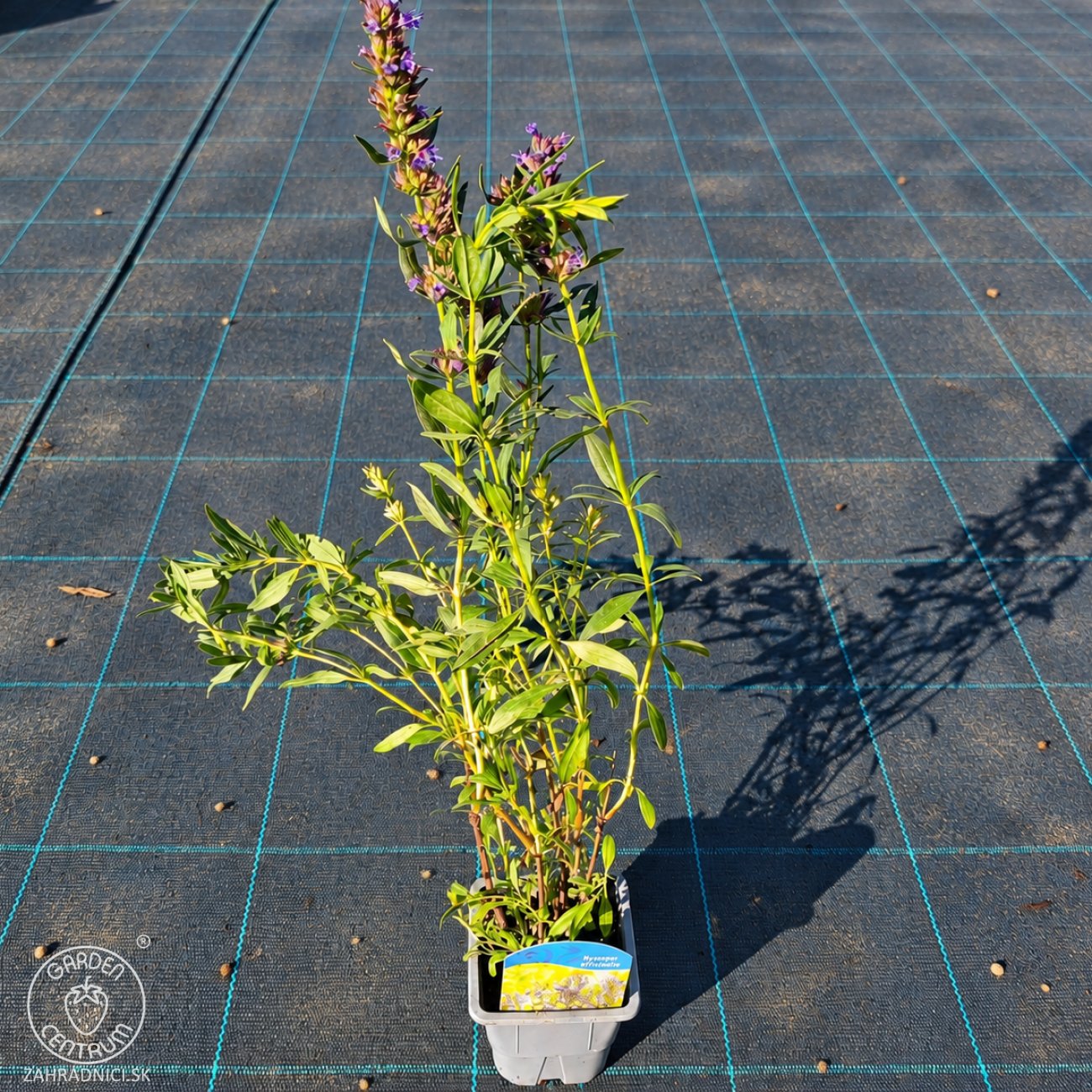 Obrázok Yzop lekársky (Hyssopus officinalis) – kont. P9