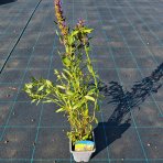 Yzop lekársky (Hyssopus officinalis) – kont. P9