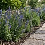 Yzop lekársky (Hyssopus officinalis) – kont. P9