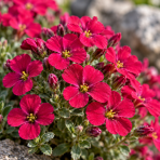 Tarička hybridná (Aubrieta × cultorum) ´CASCADE RED´ – kont. P9