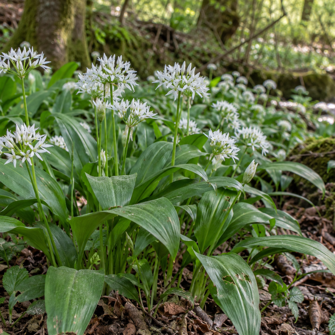 Obrázok Cesnak medvedí (Allium ursinum) – kont. P9