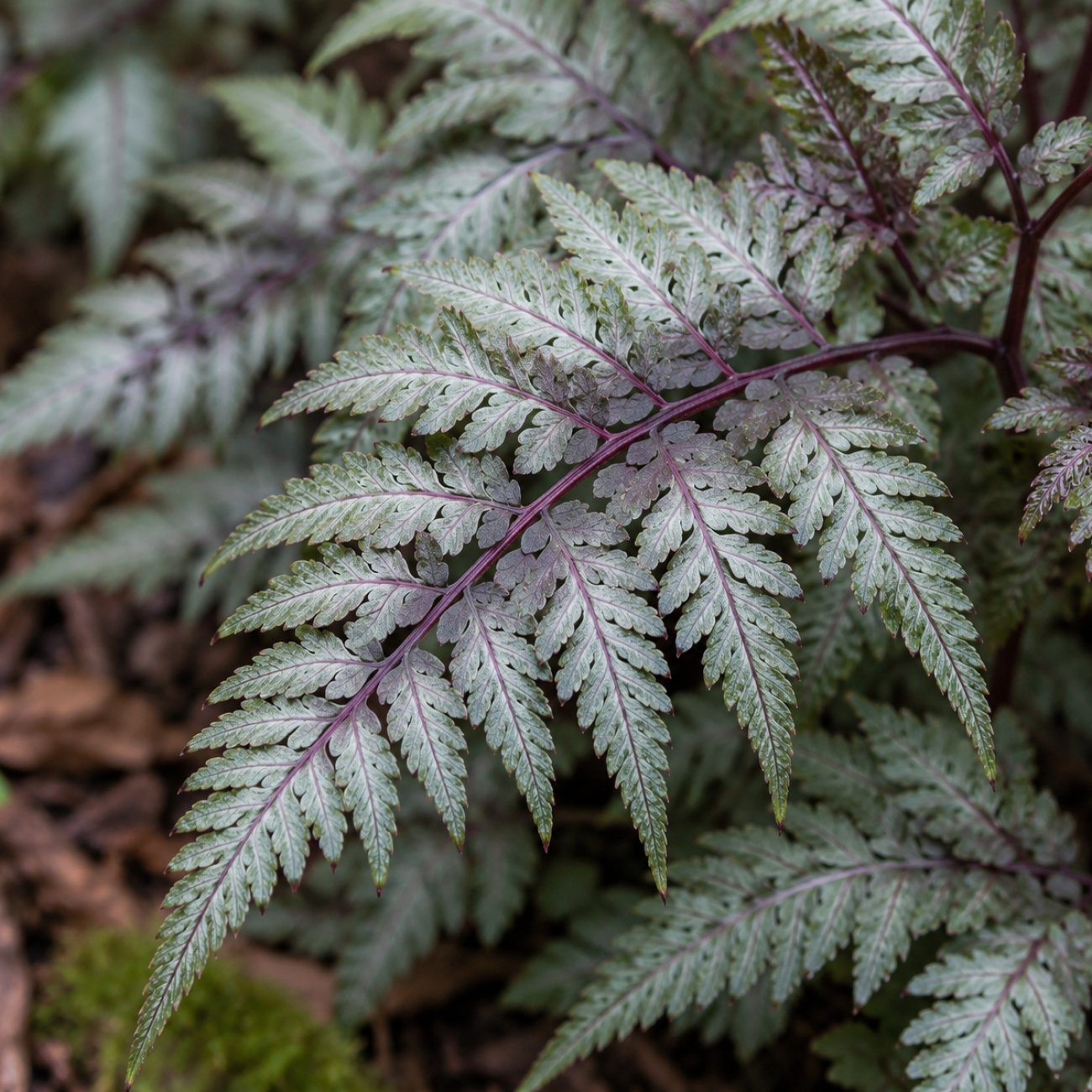 Obrázok Papraďka japonská (Athyrium niponicum) ´METALLICUM´ – výška 10-20 cm, kont. P9