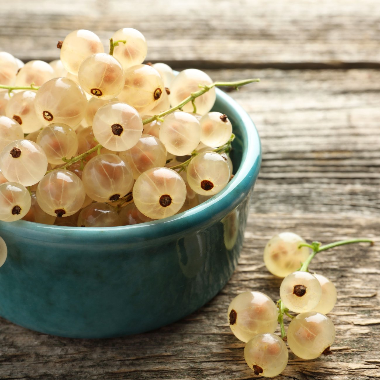 Obrázok Ríbezľa biela (Ribes rubrum) ´BLANCA´ stredne skorá – výška 70-100 cm, voľnokorenná STROMČEKOVÁ/NA KMIENKU