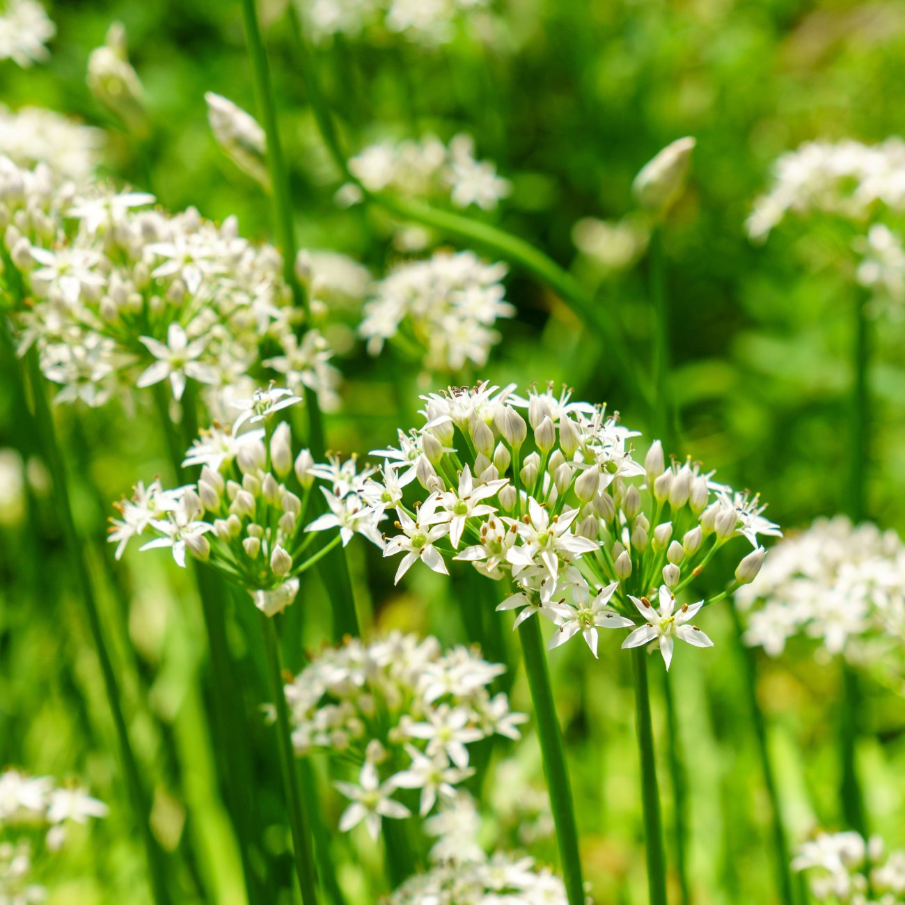 Obrázok Cesnak medvedí (Allium ursinum) – kont. P9
