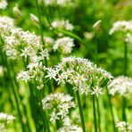 Cesnak medvedí (Allium ursinum) – kont. P9