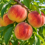 Broskyňa obyčajná (Prunus persica) 'REDHAVEN' - stredne skorá, výška 100-140 cm, voľnokorenná - 2. trieda