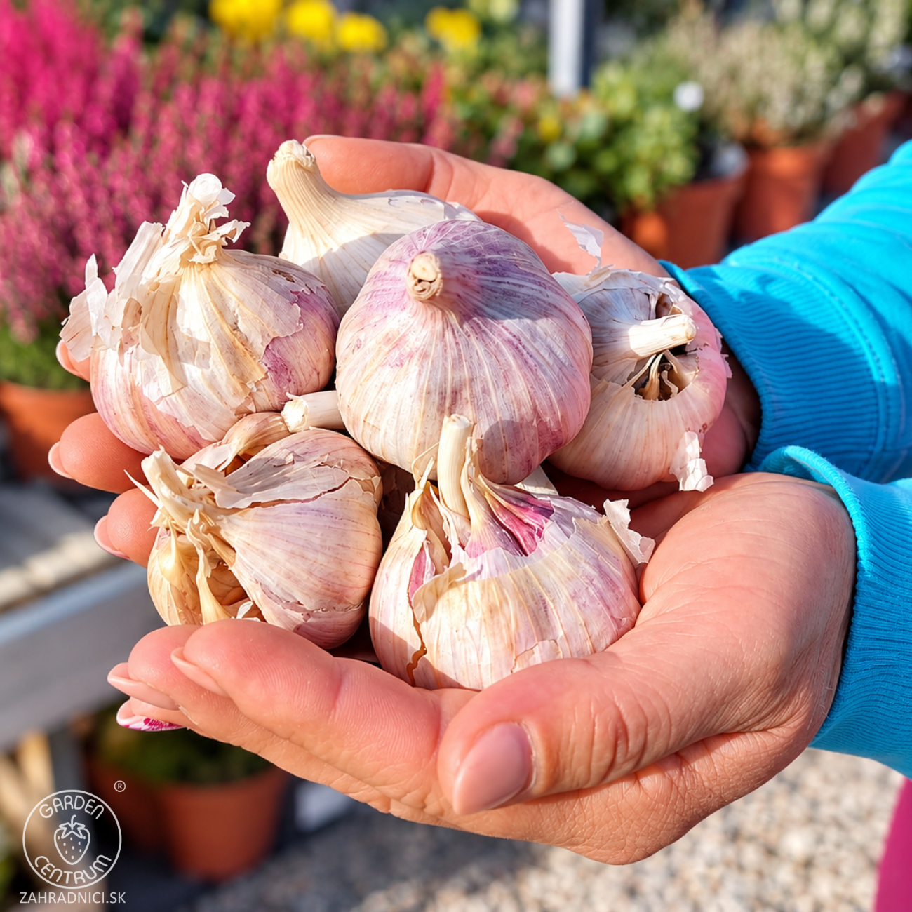 Obrázok Cesnak na sadenie (Allium sativum) 'HARNAS' – ozimný paličiak, 1 hlavička