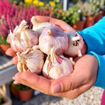 Cesnak na sadenie (Allium sativum) 'HARNAS' – ozimný paličiak, 1 hlavička