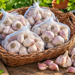 Cesnak na sadenie (Allium sativum) 'HARNAS' – ozimný paličiak, 1 hlavička