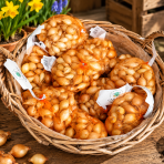 Cibuľa sadzačka zimná žltá (Allium cepa) 'SENSHYU YELLOW' – veľkosť 10-21 mm, 250G