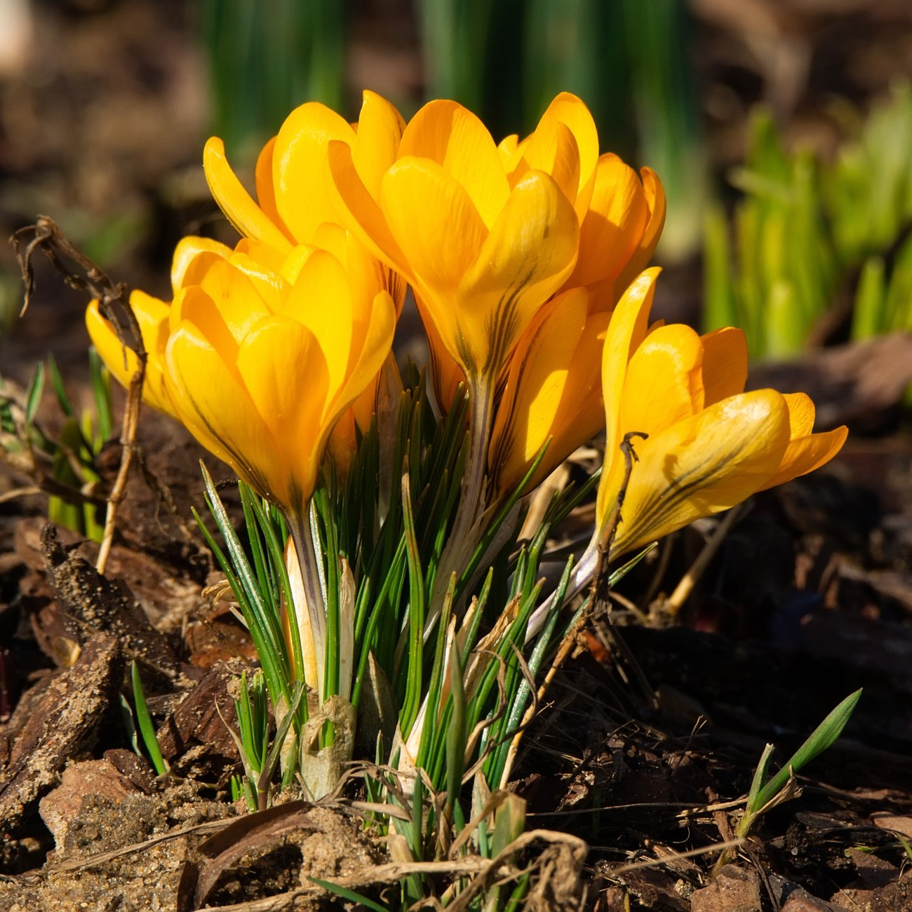 Obrázok Krokus (Crocus × luteus) 'Golden Yellow' - 1 cibuľa