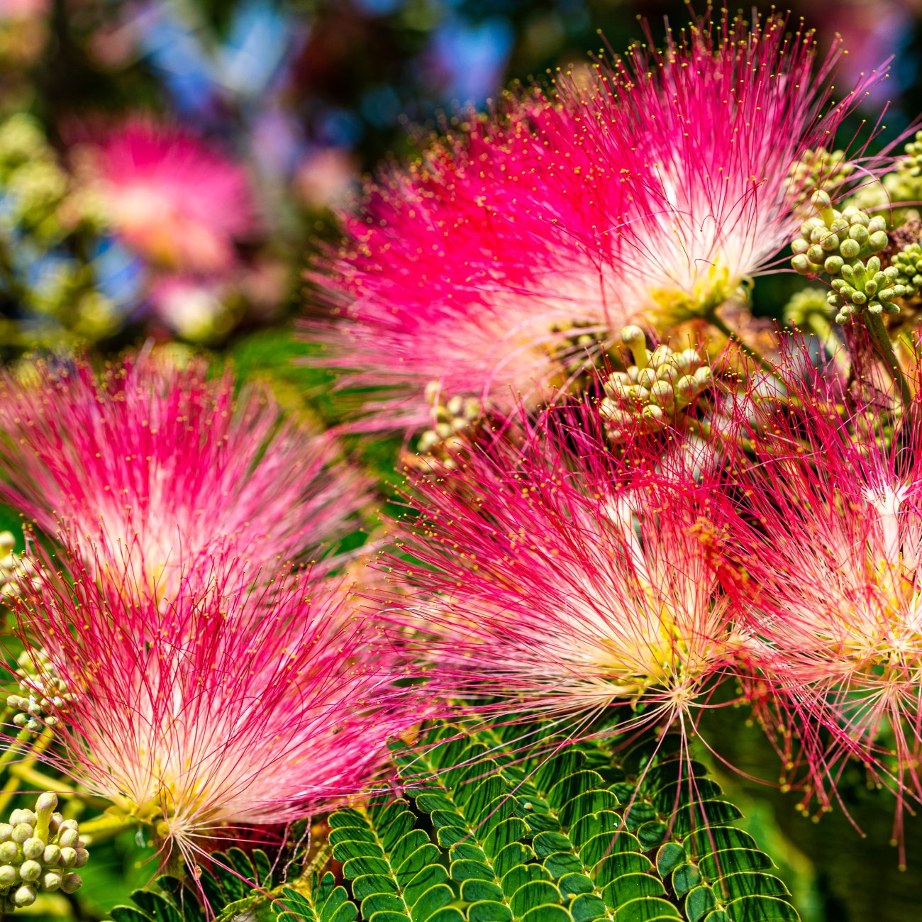 Obrázok Albízia ružová (Albizia Julibrissin) 'ROSEA' – výška 20-30 cm, P11