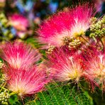 Albízia ružová (Albizia Julibrissin) 'ROSEA' – výška 20-30 cm, P11